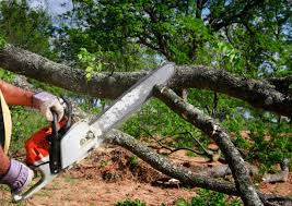 Best Tree Removal  in Virginia Beach, VA