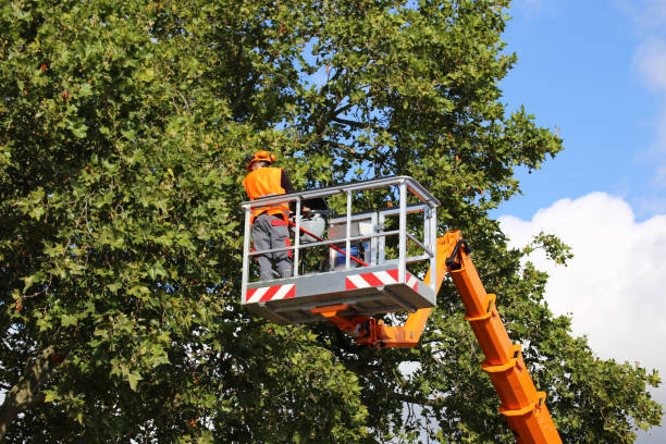 Virginia Beach, VA Tree Removal Company