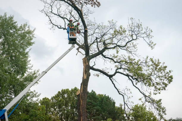 Best Storm Damage Tree Cleanup  in Virginia Beach, VA