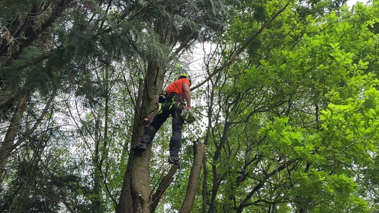 Best Root Management and Removal  in Virginia Beach, VA