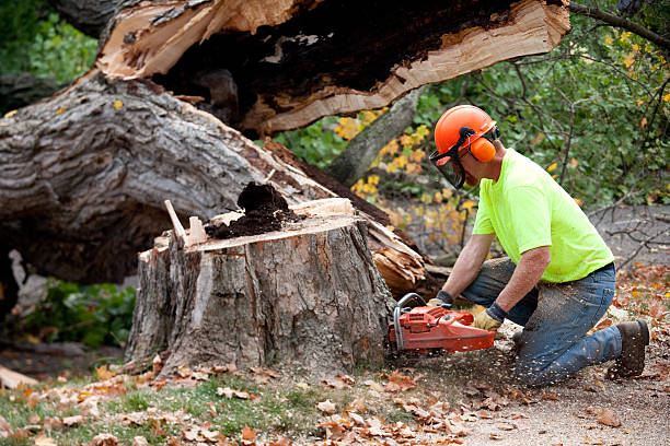 How Our Tree Care Process Works  in  Virginia Beach, VA