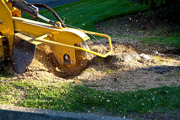 Best Grass Overseeding  in Virginia Beach, VA